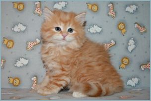 Female Siberian Kitten from Deedlebug Siberians